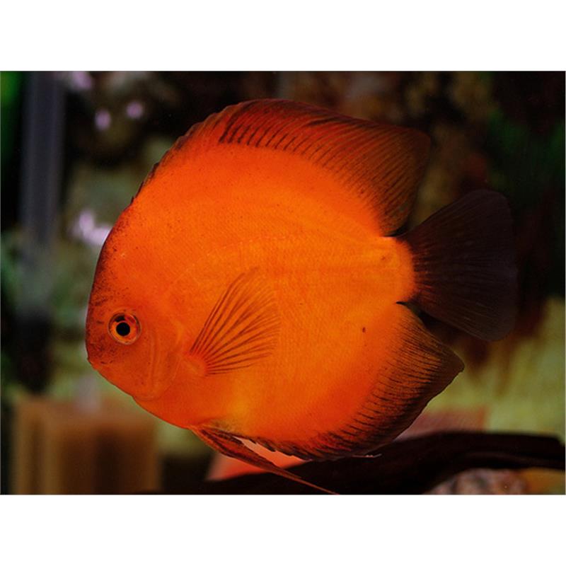 Symphysodon red marlboro - imagine 5